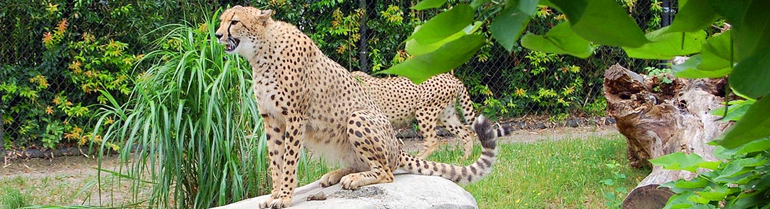 andhra pradesh destination Wild Life