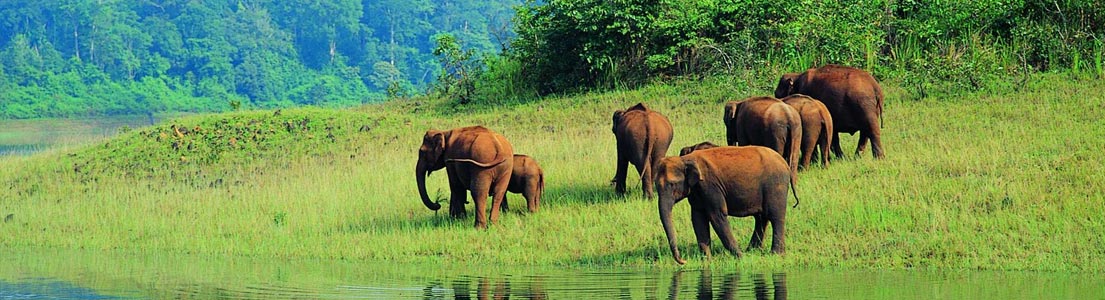 kerala destination periyar national park thekkady
