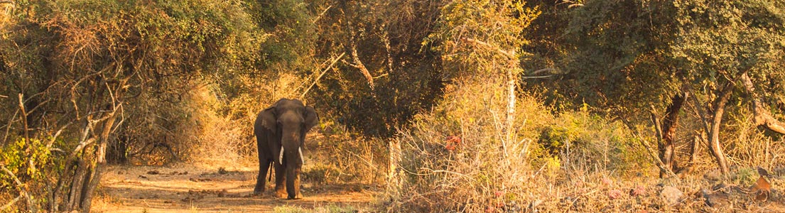 tamilnadu destination masinagudi-mudumalai
