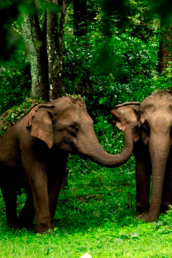 kerala tour pakages - south chalo