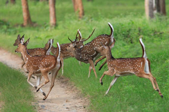 kerala tour pakages - south chalo