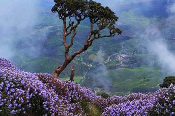 kerala tour pakages - south chalo